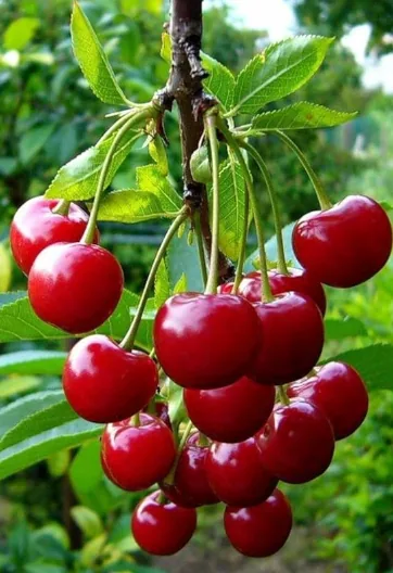 Fruit Plants