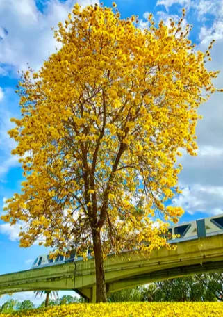 Avenue Trees